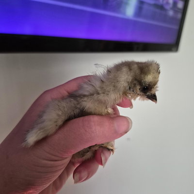 Chicky 17 profile picture