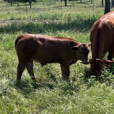 Baby Moo profile picture