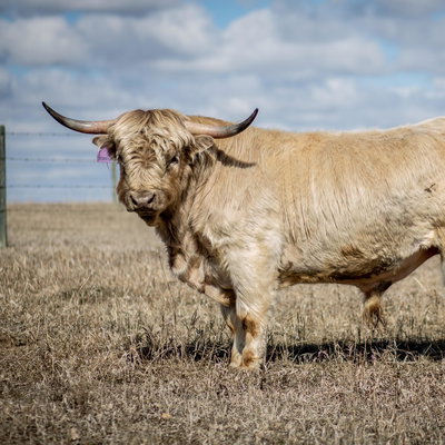 Conway profile picture