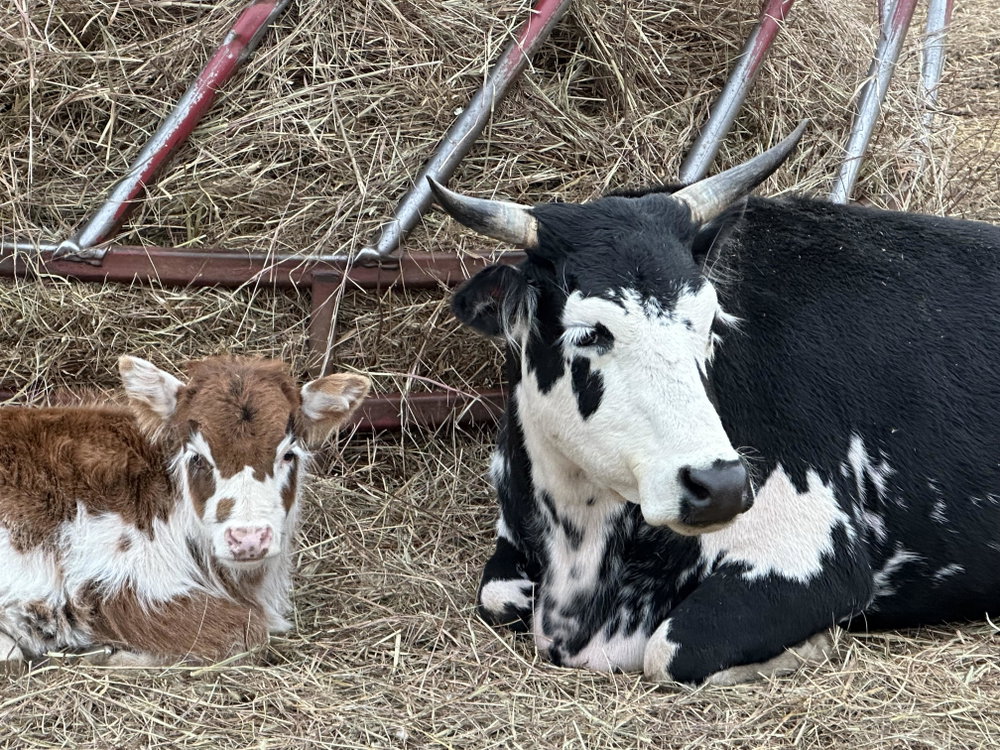 RBR Delilah, photo 7
