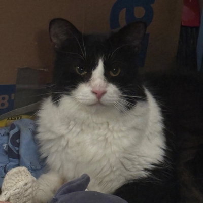 Malefacent (aka Millie Moo) profile picture