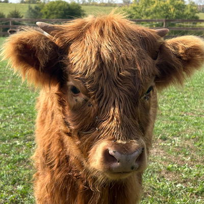 Guinevere profile picture