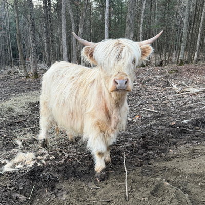 Chayla profile picture