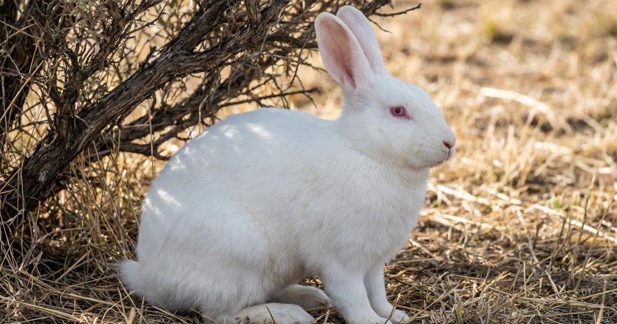 V-Line Rabbit: Breed Facts, Prices & Breeders | Creatures V-Line Rabbit: Breed Facts, Prices & Breeders | Creatures