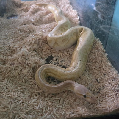 Banana profile picture