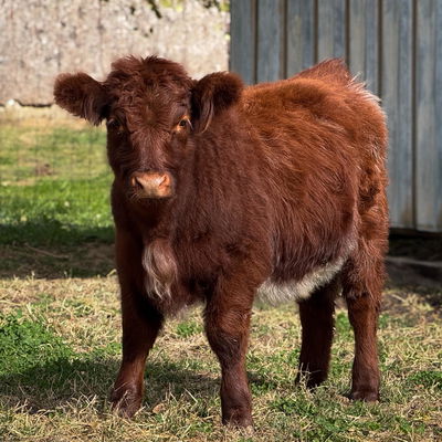 K Creek Farms Wild Cherry profile picture