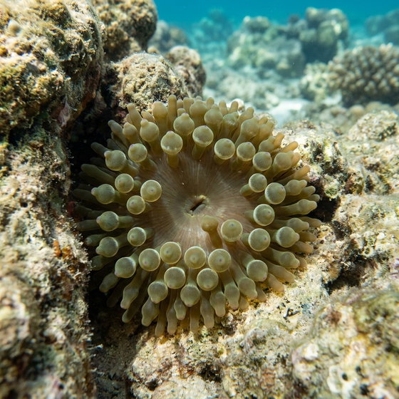 bubble-tip anemone