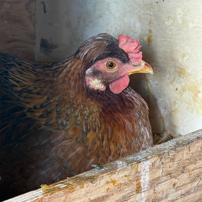 The Chickens profile picture