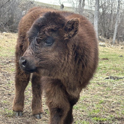 FRM Ravens stud profile picture