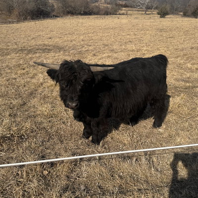 Black Magic profile picture