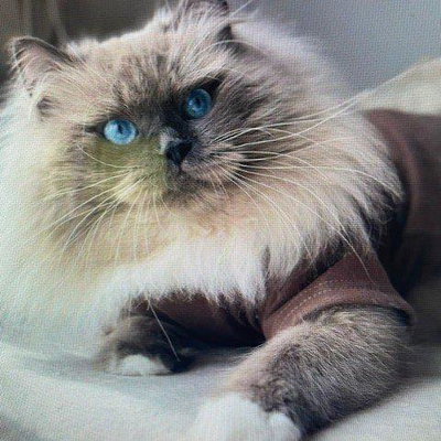 Heart of Gold Siberian Cattery GA profile picture