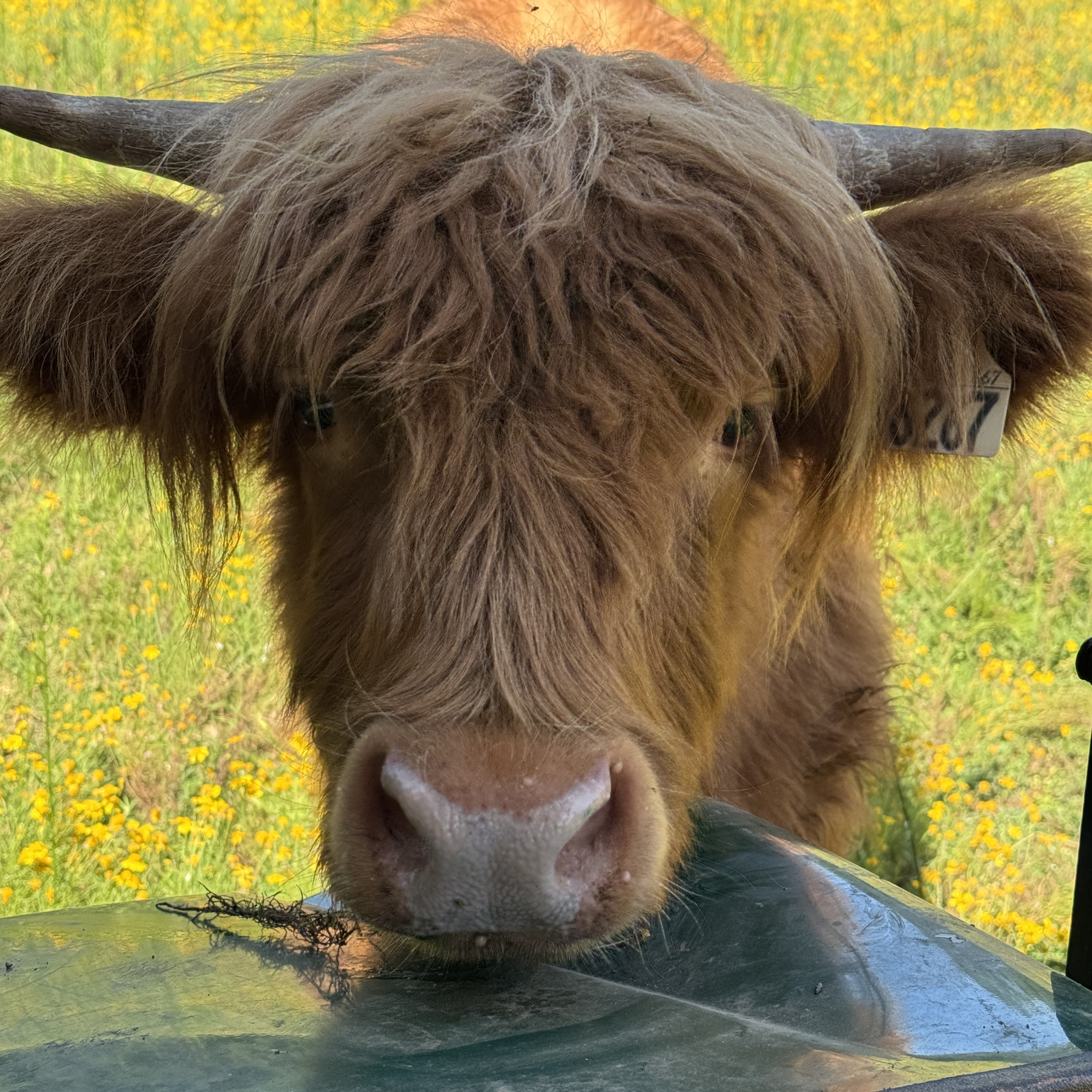 Maple profile picture