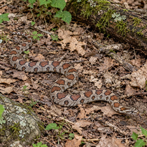 eastern milk snake