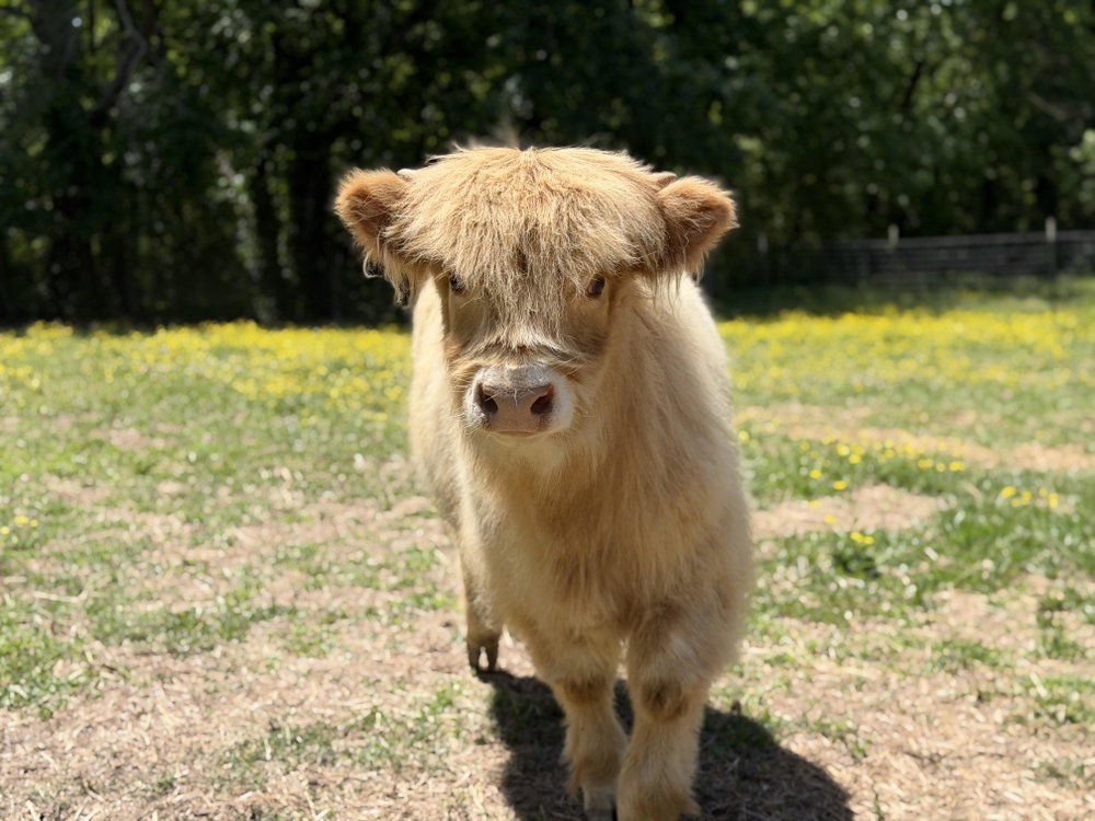 Studmuffin, photo 16