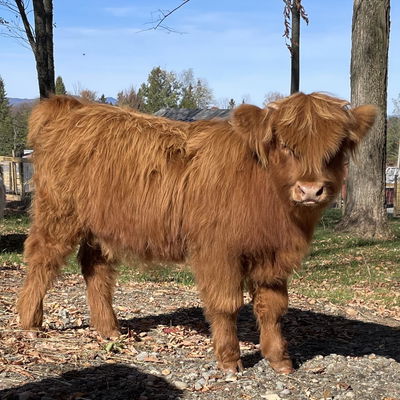 Farrah profile picture