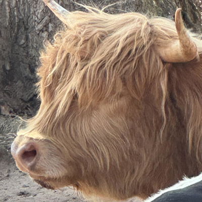 Amanda Fowler profile picture