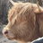 Amanda Fowler profile picture