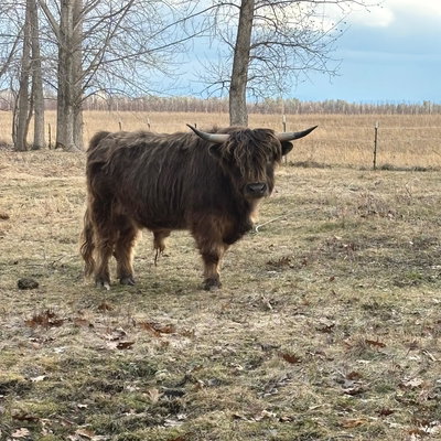 Abraham profile picture