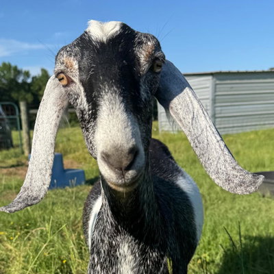 Twilight profile picture