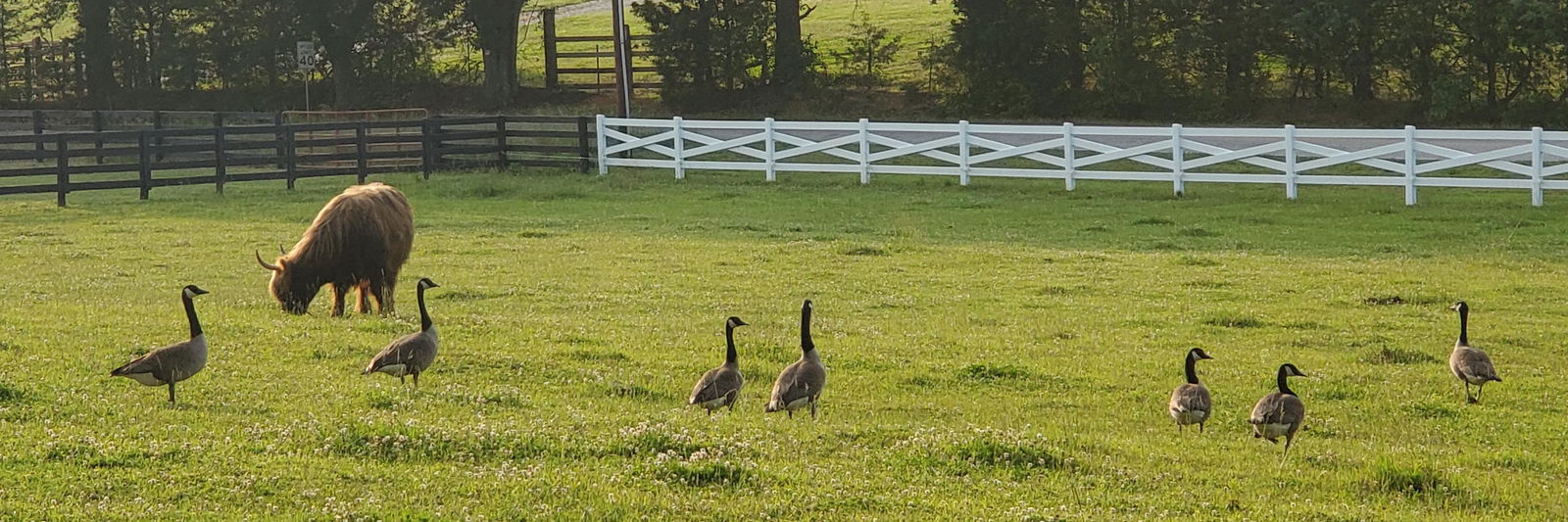 Allene Wiley profile cover image