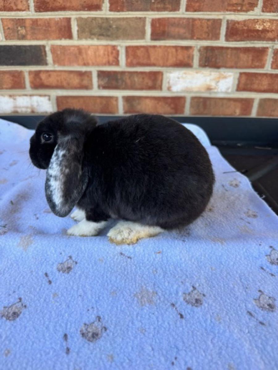 Shadow- Black White Eared (WE), photo 3