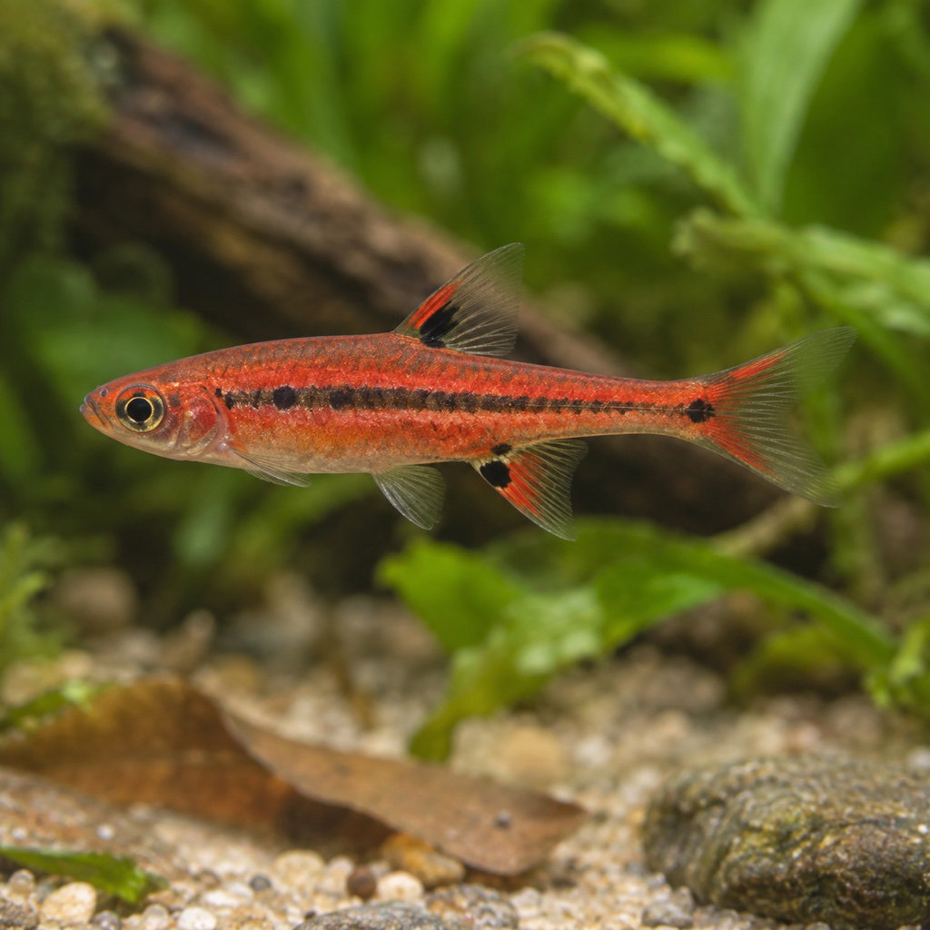 Boraras brigittae