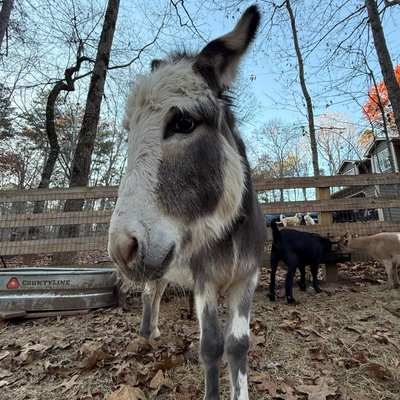 Willow profile picture