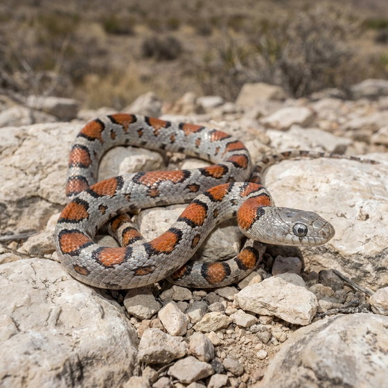 gray-banded kingsnake