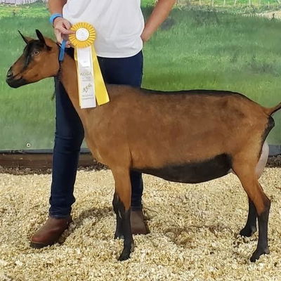 Busy B Goat Farm profile picture