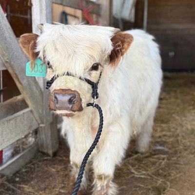 Red Tipped Highway profile picture