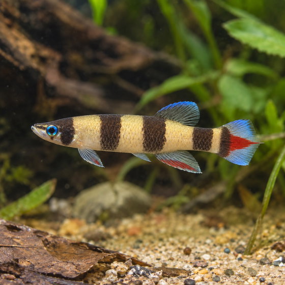 banded panchax