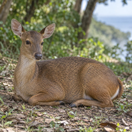 Bawean deer