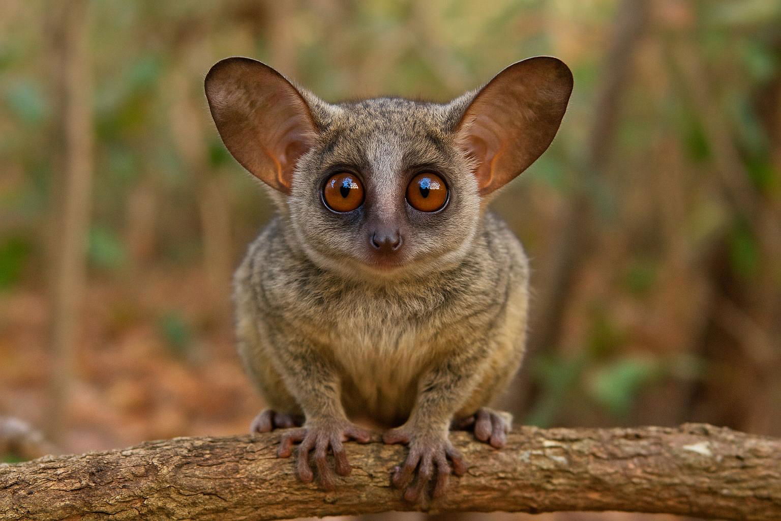 Senegal bushbaby