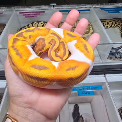 Dracarys profile picture