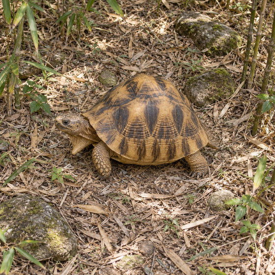 ploughshare tortoise