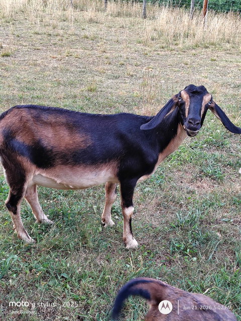 Photo of a Mini Nubian goat recorded as buckskin