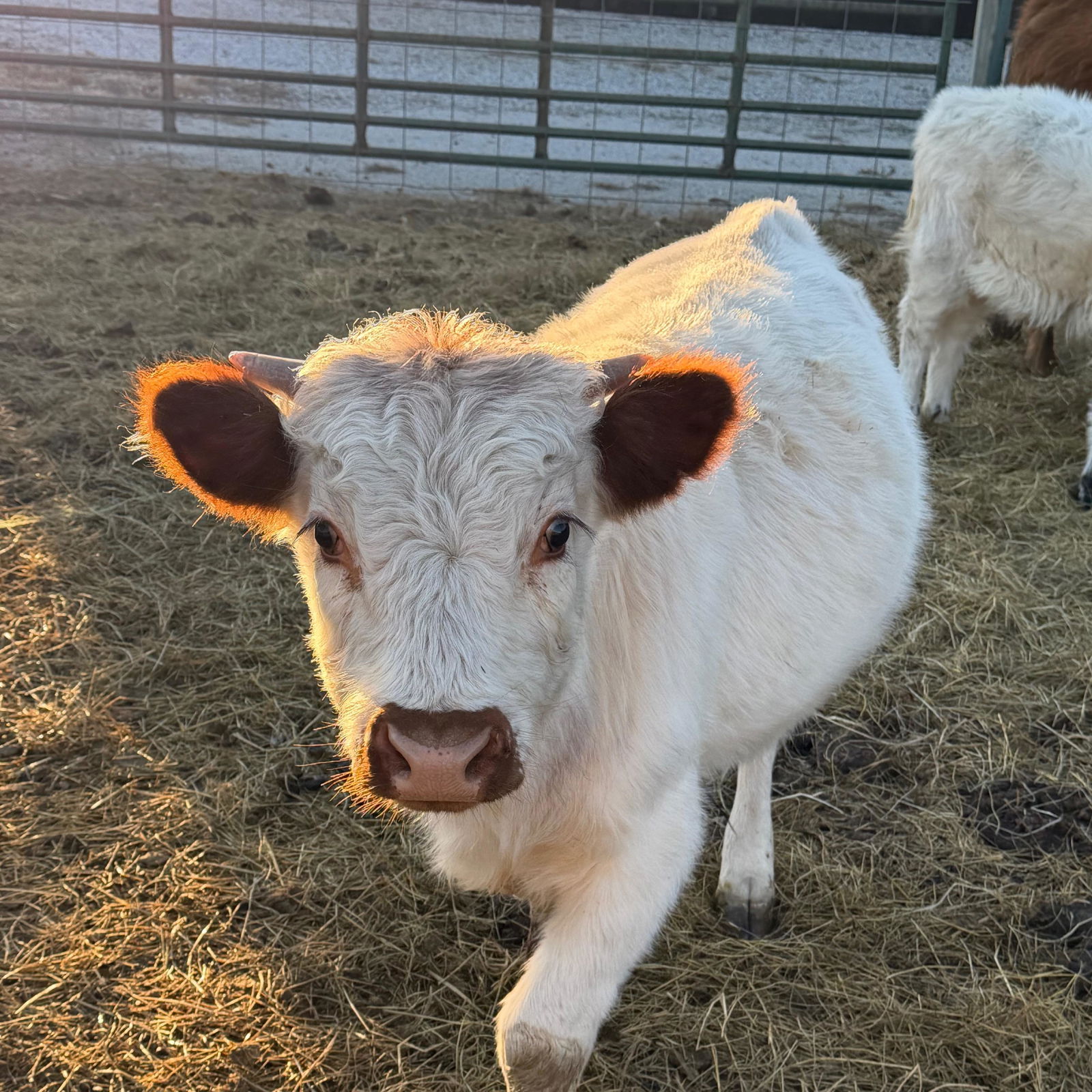 A Peculiar Farm Cash