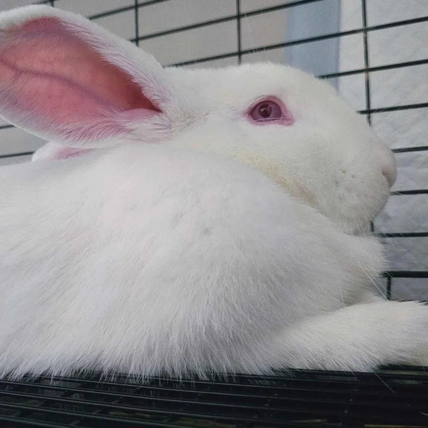 Cici