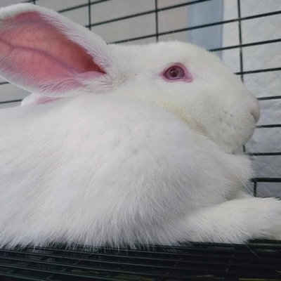 Cici profile picture