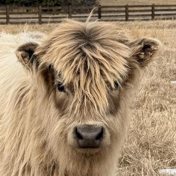 Coleman Creek Gracie profile picture
