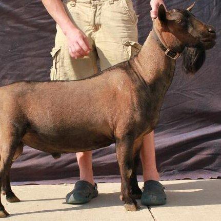 GCH Cu At Lil'Red Barn Speedy +B