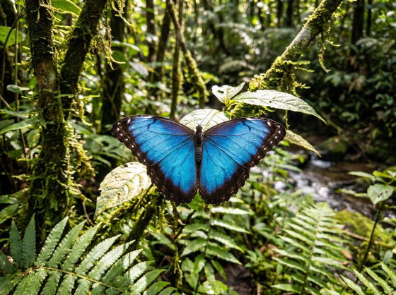 blue morpho butterfly
