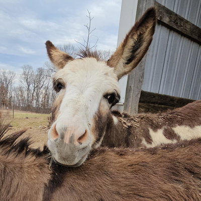 Milo profile picture