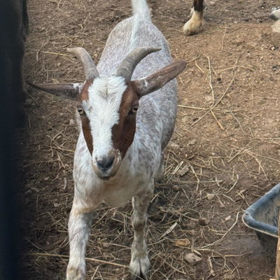 Apollo profile picture