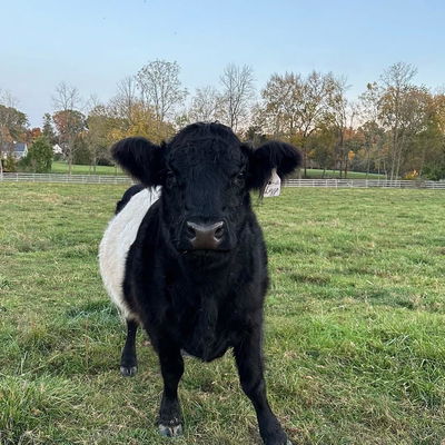 Lizzo profile picture