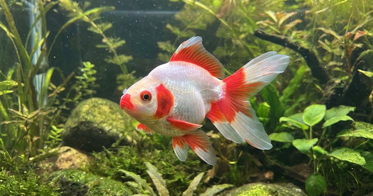 Jikin Goldfish: Breed Facts, Prices & Breeders | Creatures