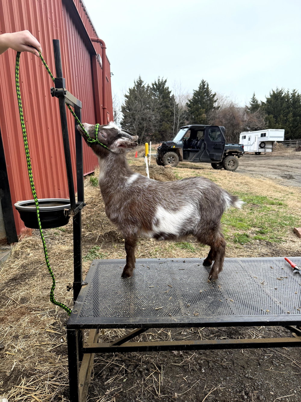 Oreo, photo 2