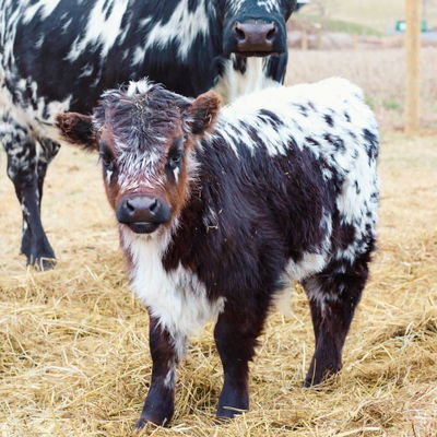 Elvis of Still View Farm profile picture