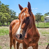 Taquito (Genuine Tapt In Teal)