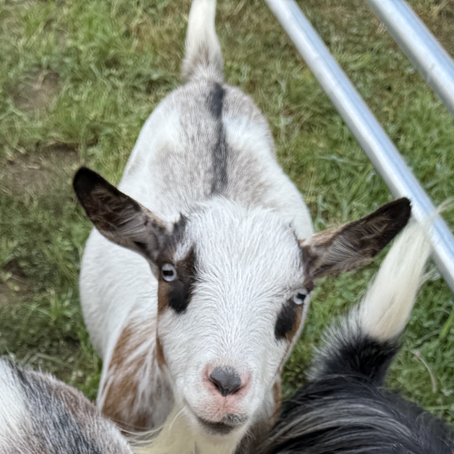 Biscuit